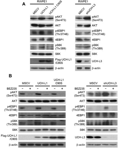 Figure 3. UCH-L1 and UCH-L3 regulate the PI3 K/Akt signaling pathway in RWPE1 cells. (A) The protein levels of several PI3 K/Akt signaling molecules, as indicated in each stable cell, were examined by western blotting. (B) After incubation with DMSO or 200 nM BEZ235 for 48 h, the protein level of several PI3 K/Akt signaling molecules indicated in each stable cell was examined by western blotting.