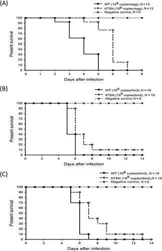 Figure 2. (A) Survival times of Muscovy duck embryos infected with 109 copies of MDPV. (B) and (C) Survival times of Muscovy ducklings infected with 109 and 108 copies of MDPV, respectively. The filled circle indicates the wild-type virus, the open circles indicate the mutant (K75N) virus and the filled triangles indicate the negative control. The eggs or birds in the negative control group were not infected with MDPV. The numbers (N) of eggs or birds used in each assay are shown.