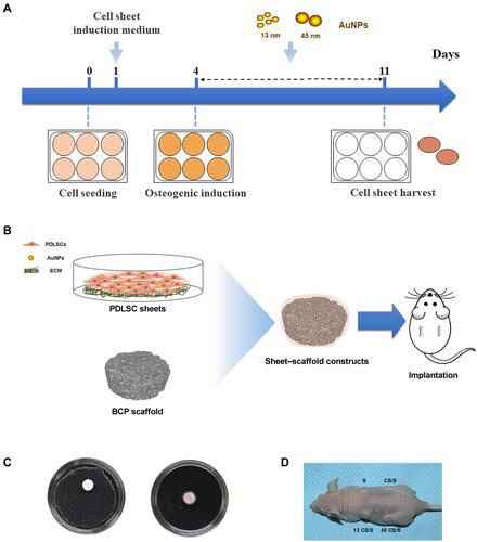 Figure 1 (A) Scheme for the in vitro study. (B) Scheme for the in vivo study. (C) Fabrication of sheet–scaffold constructs. (D) The constructs were implanted into the dorsa of nude mice at 1 week.