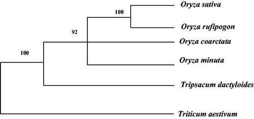 Figure 1. Phylogeny based on the complete mitochondrial genomes by MEGA6 with 1000 bootstrap replications among Oryzeae.