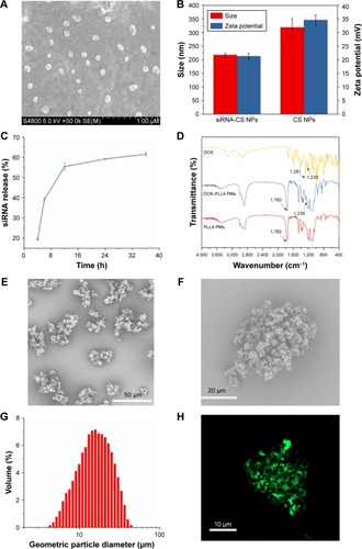 Figure 3 Physical characterization of NEPMs.Notes: (A) SEM image of siRNA-CS nanoparticles, (B) Zeta potential and size of siRNA-CS nanoparticles and CS nanoparticles, (C) graphical representation illustrating the sustained release behavior of siRNA from the CS nanoparticles, (D) FTIR spectra of the raw DOX, PLLA PMs, and DOX-PLLA PMs, (E–F) SEM image of NEPMs, (G) particle size distribution of NEPMs measured by laser diffraction particle size analyzer, and (H) CLSM image illustrating the distribution of FITC-CS nanoparticles on PLLA PMs.Abbreviations: CLSM, confocal laser scanning microscope; DOX, doxorubicin hydrochloride; FTIR, Fourier transform infrared spectroscopy; NEPM, nano-embedded porous microparticle; PLLA, poly-l-lactide; PM, porous microparticle; SEM, scanning electron microscopy; siRNA-CS, short-interfering RNA-loaded CS.