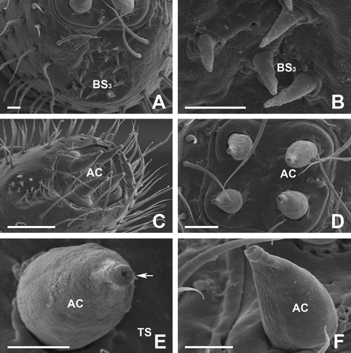 Figure 3.  Scanning electron micrographs of the antenna in female of Oxidus gracilis. (A,B) On the cuticular depressions of the 7th article, another subtype of basiconic sensilla can be seen. The spiniform basiconic sensilla (BS3) are spine-like sensilla with a smooth surface and a sharp, narrow tip. (C–F) The 8th article bears four apical cone-shaped sensilla (AC) distributed in a rectangular arrangement. The apical cones on this article are the largest sensilla. Each sensillum has an apical pore (arrow) at the pointed end. Scale bars indicate 50 μm (C), 25 μm (D) and 10 μm (A, B, E, F).