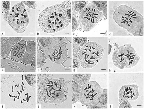 Figure 1. Mitosis metaphase chromosomes of 12 Viburnum taxa. (a) V. plicatum, 2n = 16; (b) V. betulifolium, 2n = 18; (c) V. carlesii, 2n = 18; (d) V. congestum, 2n = 18; (e) V. cylindricum, 2n = 18; (f) V. foetidum var. ceanothoides, 2n = 18; (g) V. hupehense, 2n = 18; (h) V. lobophyllum, 2n = 18; (i) V. macrocephalum form. keteleeri, 2n = 18; (j) V. opulus, 2n = 18; (k) V. punctatum, 2n = 18; (l) V. schensianum, 2n = 18. Scale bars = 5 μm.