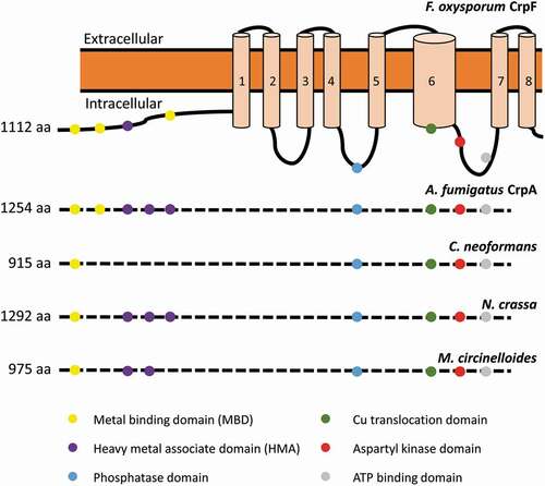 Figure 1. Sequence analysis of the Cu transporter CrpF. Proposed two-dimensional model of CrpF (FOXG_03265; XP_ 018237293.1) protein describing predicted metal-binding motifs (metal-binding domains or heavy metal associated domains), conserved functional domains (phosphatase domain, Cu translocation domain, aspartyl kinase domain, ATP binding domain) and structural domains (8 transmembrane domains) and comparison of the conserved functional domains among different species. GenBank accession numbers are given in parentheses: A. fumigatus CrpA (AFUA_3G12740; XP_754347.1), Cryptococcus neoformans (OXG38219.1), Neurospora crassa (XP_957691.3) and Mucor circinelloides (OAD01460.1).