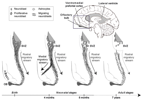 Figure 1. Postnatal neurogenesis in the human SVZ. From birth through neonatal stages, the human SVZ is densely populated by neuroblasts (expressing doublecortin and β-III tubulin immature neuronal markers); some of them are proliferative (expressing Ki67 marker). Neuroblasts derived from the SVZ have a migratory phenotype (unipolar and bipolar elongated cells expressing polysialylated neural cell adhesion molecule) and move rostrally to the OB in tangential oriented cellular chains via the RMS. From 4 to 6 mo old, some migrating neuroblasts (expressing interneuron markers calretinin and tyrosine hydroxylase) take a second route through the MMS targeting the VMPFC. In adult stages, the SVZ is depleted of most of its neuroblasts, leaving behind only a few. The remaining migrating neuroblasts appear alone or in pairs along the expected route of the RMS, without forming chains. An astrocyte “ribbon” (expressing glial fibrillary acidic protein) which forms a matrix around the chains of migrating neuroblasts is also represented here in a simplified diagram. Those astrocytes might act as a physical guide thereby influencing neuronal migration. The presence of astrocytes along the MMS is not documented and requires further studies.