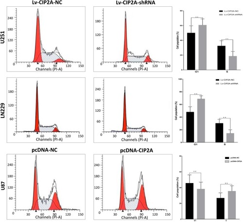 Figure 4 CIP2A affected glioma cellular cycle. The effect of CIP2A on the cell cycle was tested using flow cytometry analysis. In U251 and LN229 cells, CIP2A depletion cells showed an increase in the number of cells in G1 phase and decrease in the number of cells in S phase when compared with the Lv-CIP2A-NC groups (**p < 0.01). In U87 cells, CIP2A overexpression cells showed a decrease in the number of cells in G1 phase and an increase in the number of cells in S phase when compared with the pcDNA-NC groups (**p < 0.01).