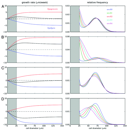 Figure 4. Mathematical models describing cellularity dynamics. Changes of adipose cell-size distribution under various conditions were explained with a general model including recruitement of new adipose cells, growth/shrinkage, and size fluctuation of adipose cells. Detailed explanation of the model and values of model parameters are summarized in Table 1. We simulated four diet conditions: (A) small and (B) large positive energy balances; and (C) small and (D) large negative energy balances. For each condition, left panels show growth rates of cell diameter depending on cell size. Note that negative growth represents cell shrinkage. Here the net growth rates were determined by the balance between lipogenesis (red; increasing cell size) and lipolysis (blue; decreasing cell size). Right panels display 4-week evolutions of cell-size distribution starting from the same initial size distribution (blue) for each condition. Shaded region (gray) below 25 μm is excluded in the simulation since cells below the size have not been systematically measured in experiment. Here the size frequency is normalized as a unity for the initial cell-size distribution.