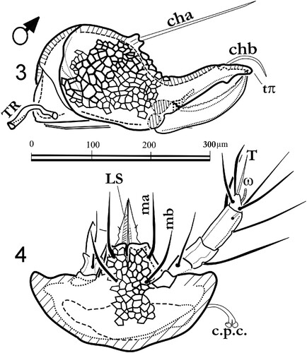 Figures 3, 4. Labidostomma motasi, male. 3, Left chelicera, internal side. 4, Infracapitulum ventral view.