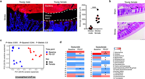 Figure 2. Spatial segregation between the host colonic epithelium and commensal microbiota and fecal microbiota profiles differ in young male and female mice.