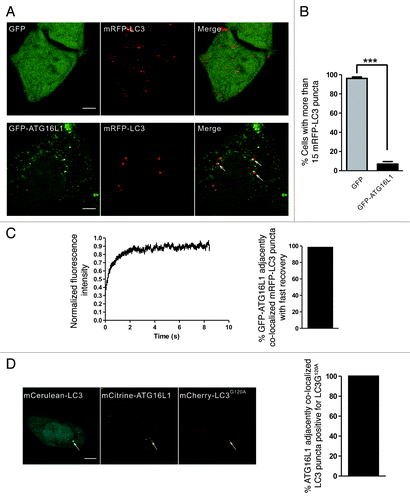 Figure 6. GFP-ATG16L1 localized adjacent to the aggregate-associated LC3 puncta. (A and B) HeLa cells transiently coexpressing either GFP/mRFP-LC3 or GFP-ATG16L1/mRFP-LC3 were starved in HBSS for 1.5 h. The right graph shows quantification results of the dot-positive cells (containing more than 15 dots). The mRFP-LC3 puncta that localized adjacent to the GFP-ATG16L1 puncta are indicated by arrows. (C) HeLa cells were transiently cotransfected with GFP-ATG16L1 and mRFP-LC3 for 24 h. The adjacent puncta were then subjected to two-color FRAP analysis. The recovery kinetics of mRFP-LC3 are shown, as indicated. Error bars: s.e.m. with n = 25. The percentage of GFP-ATG16L1 colocalized adjacent to mRFP-LC3 puncta with fast recovery is shown in the right graph (55 dots examined). (D) Confocal imaging of HeLa cells coexpressing mCerulean-LC3, mCitrine-16L1 and mCherry-LC3G120A. The arrows indicate LC3 puncta localized adjacent to ATG16L1, which colocalized with mCherry-LC3G120A. The percentage of ATG16L1 adjacently colocalized LC3 puncta positive for LC3G120A is shown in the right graph (92 dots observed). Scale bars: 5 μm.