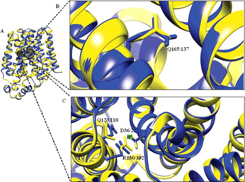 Figure 3. Structural alignment of DehrP. (A) Superposition of DehrP (blue) and GlcPse (yellow) in a schematic representation. (B) Superposition of Gln165 of DehrP on the glucose binding site residue (Gln137) of GlcPse. (C) Gln133, Asp36 and Arg130 of DehrP superposition on the proposed H+-binding site residues (Ile105, Asp22 and Arg102) of GlcPse. The grey box shows the domain region including the catalytic region.