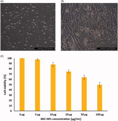 Figure 2. (A) The morphological image of MIC-NPs. (B) Human fibroblasts after adding MIC-NPs. (C) Effect of MIC-NPs on cell viability.