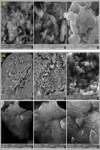 Figure 4. SEM images of (a) BNPs@Cur and (b) BNPs@Cur-Pd nanocatalyst.