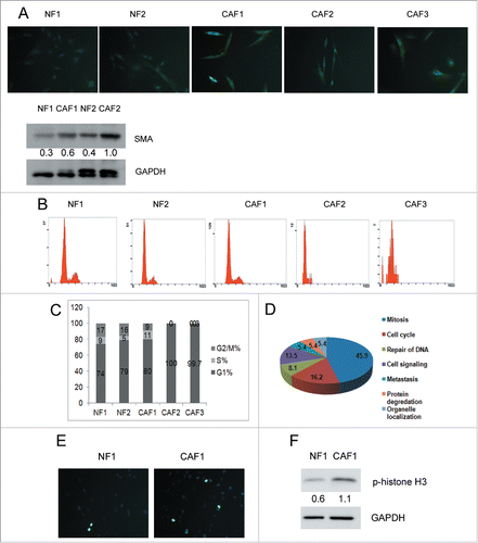 Figure 1. CAF1 cells are mitotically active. (A) Identification of human primary ovarian NFs and CAFs. Immunostaining of FSP1 and western blot analysis of α-SMA in NFs and CAFs. Cells were stained with FSP1 (green) and counterstained with DAPI (blue). The relative intensity of α-SMA normalized to housekeeping protein was shown at the bottom. (B) Cell cycle analysis of NFs and CAFs. (C) The cell cycle phase distribution in each cell line (as in B). (D) Pathways enriched in CAF1 was revealed by GSEA indicated that CAF1 cells were mitotically active. (E) Immunostaining of phospho-histone H3 in NF1 and CAF1 cells. Cells were stained with phospho-histone H3 (green) and counterstained with DAPI (blue). (F) Western blot analysis of phospho-histone H3 in NF1 and CAF1 cells. The relative intensity of phospho-histone H3 normalized to housekeeping protein was shown at the bottom.