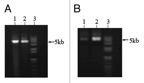 Figure 2. PCR-ligase coupled amplification of DAPK reporter constructs. Two primers containing four methylated CpGs were used for PCR-ligase coupled amplification of DAPK reporter constructs (5011bp). (A) pfuUltra II Fusion HS DNA polymerase (lane 1) and Herculase II Fusion DNA polymerase (lane 2) could amplify the constructs along with Taq DNA ligase. (B) PCR-ligation products were digested with Dpn1 and T7 exonuclease, lane 1: pfuUltra II Fusion HS DNA polymerase product; lane 2: Herculase II Fusion DNA polymerase product; lane 3: 1kb plus DNA ladder.