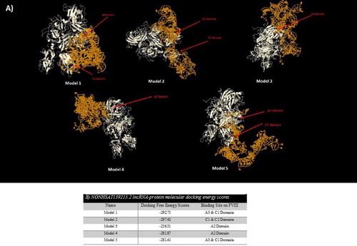 Figure 2. (A) Top five models of molecular docking between NONHSAT139215.2 lncRNA and FVIII; (B) Docking free energy scores and binding sites of NONHSTA139215.2 lncRNA on FVIII.