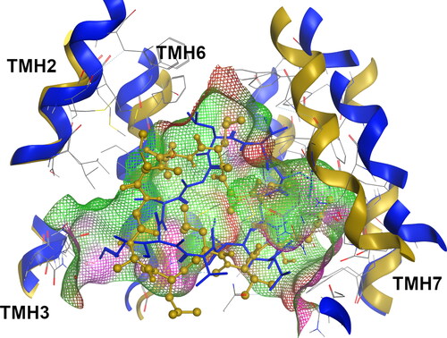 Figure 4. Superimposition of the cyclosporine-bound systems at the M-site for the WT (blue, licorice) and F978A variant (dark yellow, ball-and-stick).