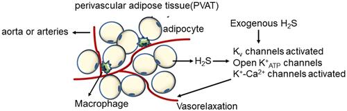 Figure 5 The mechanisms of the vasorelaxation effect of adipocytes-derived and exogenous H2S.