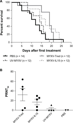 Figure 3 Long-term outcomes in C57BL/6 mice bearing B16F10 melanomas after initiation of weekly intratumoral treatment injections with MYXV-Tred, MYXV-IL15, UV-MYXV, or PBS. (A) Kaplan–Meyer survival curves. (B) Development of anti-MYXV antibodies.