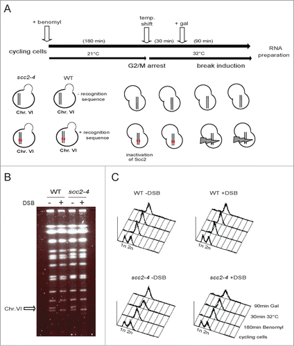 Figure 1. Experimental set up. (A) Schematic illustration of the experimental system used throughout this study. Pairs of S. cerevisiae strains, either WT or harboring the scc2–4 ts allele, genetically identical in all other aspects except for the presence or absence of the recognition site for the HO enzyme, were grown in YEP media supplemented with 2% raffinose at 21°C, and arrested in G2/M. A temperature raise to 32°C for 30 minutes, renders Scc2 dysfunctional before galactose addition, to induce one DSB or not. After 90 minutes break induction, cells were collected, total RNA prepared, cDNA synthesized and fragmented before hybridization to GeneChip Yeast genome 2.0 Array. (B) Pulse-field gel electrophoresis (PFGE) for verification of pGAL-HO break induction. The arrow points at Chr. VI. (C) FACS profiles of indicated yeast strains at indicated time points.