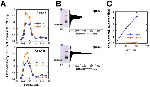 Figure 2 HDL biogenesis by apolipoproteins and cellular lipid. Panels A and B show the results of incubation of mouse peritoneal macrophages with apoA‐I or apoA‐II. The medium was analysed by ultracentrifugation (Panel A) and agarose gel electrophoresis (Panel B, bands of fast and slow mobility in each gel indicate HDL and LDL, respectively) Citation18. Panel C demonstrates the reactivity to LCAT (activity was standardized for plasma LCAT activity) of the HDL generated by human fibroblasts and apoA‐I or apoA‐II Citation11.