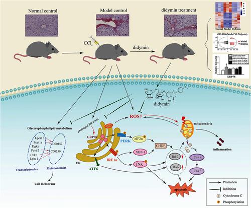 Figure 12 Didymin ameliorates liver fibrosis by reducing ERS, hepatic apoptosis, and inflammation, as well as mediating glycerophospholipid metabolism.