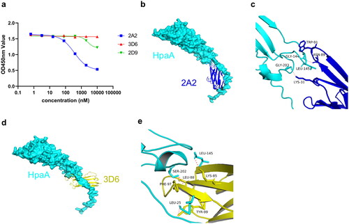 Figure 6. Model of VNAR-HpaA complex. (a) Competitive ELISA of biotinylated 2A2 vs. 2A2, 3D6, 2D9 on HpaA. (b) Structure representations of HpaA and 2A2; HpaA is coloured cyan, and 2A2 is coloured blue. (c) Stereo view of HpaA-2A2 interactions; Hydrogen bonding is coloured red. (d) Structure representations of HpaA and 3D6, HpaA is coloured cyan, and 3D6 is coloured yellow. (e) Stereo view of HpaA-3D6 interactions; Hydrogen bonding is coloured red.