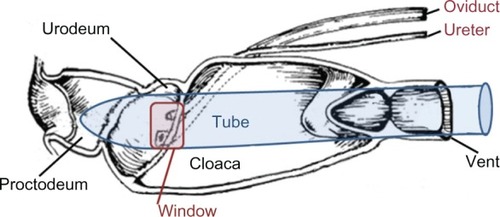 Figure 1 Diagrammatic representation of tube placement in the avian cloaca for collection of urine.