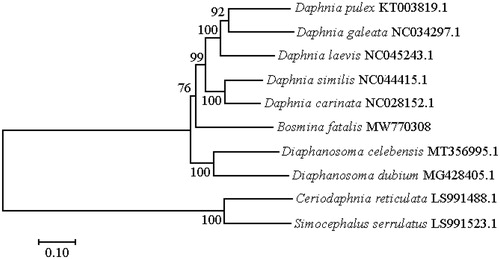 Figure 1. Phylogenetic tree based on complete mitochondrial genome of the B. fatalis and 9 other cladoceran species by the maximum-likelihood (ML) method.