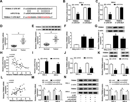 Figure 5 TRIM44 is a downstream target of miR-215-5p in PTC cells. (A) The putative binding sites between TRIM44 and miR-215-5p were predicted by starBase v2.0. (B and C) Dual-luciferase reporter assay was performed for measuring the luciferase activity in TPC-1 and IHH-4 cells co-transfected with miR-215-5p or miR-NC and TRIM44 3ʹUTR WT or TRIM44 3ʹUTR MUT. (D–G) The mRNA and protein levels of TRIM44 in normal tissues (n=42), PTC tissues (n=42), Nthy-ori3-1 cells, and PTC cells (TPC-1 and IHH-4) were tested by qRT-PCR and Western blot analyses, respectively. (H) The correlation between TRIM44 mRNA expression and miR-215-5p expression was analyzed in PTC tissues. (I and J) The expression levels of miR-215-5p and TRIM44 were detected by qRT-PCR in TPC-1 and IHH-4 cells transfected with miR-215-5p or miR-NC. (K) Western blot assay was carried out to analyze the protein expression of TRIM44 in TPC-1 and IHH-4 cells transfected with miR-215-5p or miR-NC. (L) The correlation between TRIM44 mRNA level and circWDR27 expression was determined in PTC tissues. (M and N) The mRNA and protein levels of TRIM44 were measured by qRT-PCR and Western blot analyses, respectively, in TPC-1 and IHH-4 cells transfected with si-NC, si-circWDR27, si-circWDR27 + anti-miR-NC, or si-circWDR27 + anti-miR-215-5p. *P<0.05.