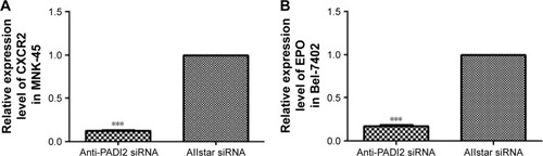 Figure 8 Determination of the mRNA expression levels of CXCR2 and EPO using real-time PCR.