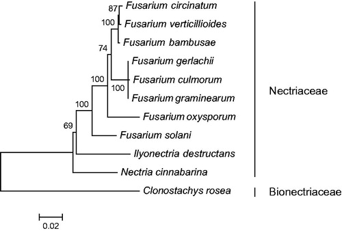 Figure 1. Phylogenetic relationship of 10 taxa of Nectriaceae (Hypocreales, Ascomycota) determined by Neighbour-joining analysis based on concatenated sequences of 15 translated mitochondrial proteins. The 15 proteins included subunits of the respiratory chain complexes (cob, cox1, cox2, cox3), ATPase subunits (atp6, atp8, and atp9), NADH: quinone reductase subunits (nad1, nad2, nad3, nad4, nad4L, nad5, nad6), and ribosomal protein S3 (rps3). The concatenated sequences were aligned using MAFFT. The following mitogenomes were used in this analysis: Fusarium circinatum (NC_022681), F. culmorum (NC_026993), F. gerlachii (NC_025928), F. graminearum (NC_009493), F. oxysporum (NC_017930), F. solani (NC_016680), F. verticillioides (NC_016687), Ilyonectria destructans, and Nectria cinnabarina (NC_030252). Clonostachys rosea (NC_036667, Bionectriaceae) was served as outgroup. The percentages of replicate trees in which the associated taxa clustered together in the bootstrap test (1000 replicates) are shown next to the branches. Bootstrap values no less than 50% are shown.