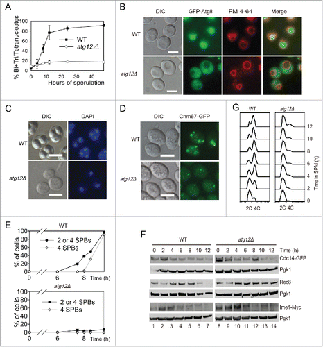 Figure 2. ATG12 deletion yeast cells arrested at the early stage of meiosis. (A-B) Sporulation defects in atg12Δ cells. (A) WT and atg12Δ strains were induced to sporulate at 30°C by transferring into SPM at the indicated times, and cells with 2–4 nuclei were counted as sporulated. (B) GFP-Atg8 localization after transfer into SPM. WT and atg12Δ cells expressing GFP-Atg8 was labeled by FM 4–64 then sporulated in SPM. After transfer into SPM for 4 h, cells were collected and immediately observed by fluorescence microscopy. Scale bars: 5 μm. DIC, differential interference contrast (C) DNA content of WT and atg12Δ strains during meiosis. Samples were collected 48 h after transfer to SPM. Scale bars: 10 µm. (D, E) SPBs failed to segregate in atg12Δ strains during meiosis. (D) SPBs were studied by fluorescence microscopy in WT and atg12Δ strains during meiosis. Scale bars: 5 µm. (E) Quantitative analysis of the SPBs during WT and atg12Δ cell meiosis. The error bar shows the SD of 3 independent experiments. (F) Effect of ATG12 knockout on Cdc14, Rec8 and Ime1 expression. Cdc14 was fused with GFP and detected with a GFP antibody. Ime1 was tagged with MYC for western blotting. Cells were transferred into SPM, and the same amount of samples was collected for protein extraction. Cdc14-GFP, Rec8 and Ime1-MYC were analyzed by western blotting. Lanes 1–14 represent samples at 0, 2, 4, 6, 8, 10, 12 h in SPM for WT and atg12Δ cells, respectively. (G) Premeiotic DNA replication was retarded in the atg12Δ strain during meiosis. The DNA content of WT and atg12Δ cells was analyzed by flow cytometry at different sporulation time points.