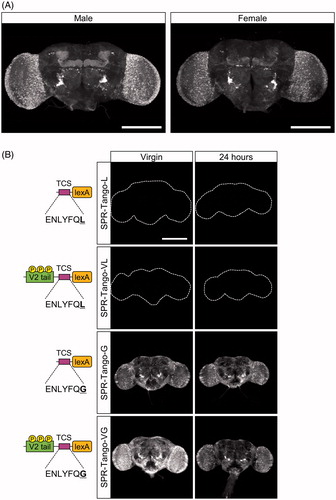 Figure 4. Spatiotemporal patterns of Tango activity in the brain. (A) SPR-expressing cells in male and female brains. SPR-expressing cells were visualized in flies that carry SPR-T2A-GAL4 and UAS-CD8-GFP. GFP was broadly expressed throughout the whole brains of both sexes. (B) Absence of mating-dependent changes in SPR-Tango activity. Left column: brains of virgin females. Right column: brains of females 24 hours after mating. The Tango variant used is indicated on the left. No GFP expression was observed in Tango-L or Tango-VL. Strong GFP signals were detected in Tango-G and Tango-VG in virgin females. No significant changes in the pattern or intensity were observed 24 hours after mating. Scale bars in A and B: 200 µm.