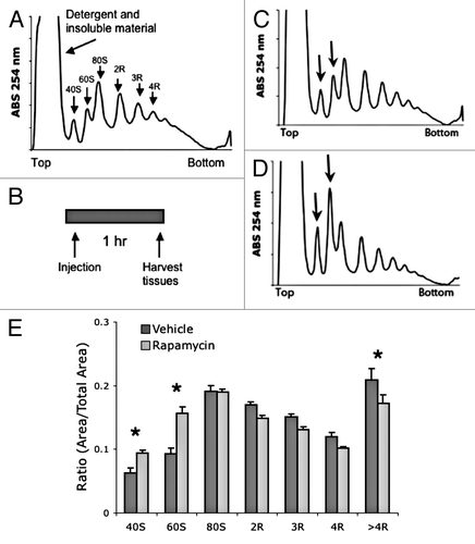 Figure 1. Acute treatment with rapamycin alters polysome profile in mouse liver tissue. (A) Example liver polysome profile. Polysome gradients contain peaks representing an insoluble fraction, free ribosome subunits (40s and 60S), and active ribosomes (R) separated by the amount of ribosomes tethered to mRNA. (B) Acute rapamycin treatment involved a single injection of vehicle or rapamycin (8 mg/kg). Tissue was harvested 1 h after injection. (C and D) representative liver polysome profiles from vehicle (C) and rapamycin (D) treated mice. Arrows indicate 40 and 60S peaks. (E) Quantification of polysome peaks from vehicle and rapamycin-treated liver tissue. *P < 0.05; 2-way ANOVA, Bonferroni post hoc test. For both groups, n = 8.