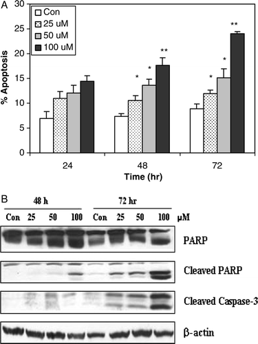 Figure 4.  The apoptotic effect of oxypeucedanin on DU145 cells. A. cells were cultured in complete medium and treated with either DMSO vehicle control or 25 to 100 µM oxypeucedanin. After 24, 48, and 72 h, total cells were collected and stained with annexin V/PI followed by flow cytometric analysis. Data are presented as a percentage of annexin V/PI stained cells for each treatment. B. After 48 and 72 h of oxypeucedanin treatment, cell lysates were prepared and SDS-PAGE and western blot analysis were performed for cleaved caspase-3 and total and cleaved PARP using specific antibodies as described in Materials and methods. *, p < 0.05; **, p < 0.001 versus control.