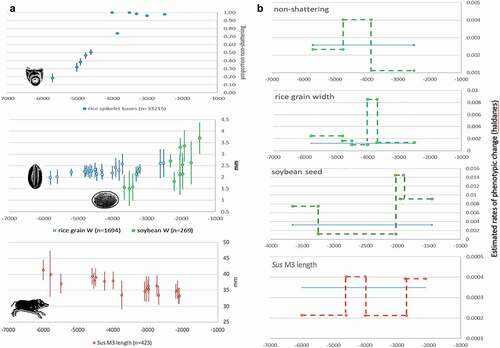 Figure 2. (a). Selected examples of morphological change from China, assemblage mean and standard deviation plotted against median age: rice non-shattering (Allaby et al. Citation2017), rice grain size and soybean size (Fuller et al. Citation2014), and pig molar size (Luo Citation2007; Wang et al. Citation2015). (b). The same dataset converted to Haldane rate estimates over subsets of the data in comparison to average Haldane rate based on a regression through the whole dataset (assumes 2-year generation for pigs, 1-year for crops).