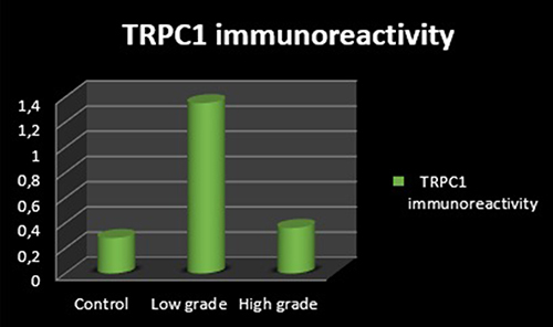 Figure 8 TRPC1 immunoreactivity.