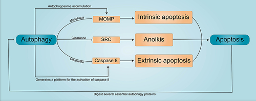 Figure 4 Autophagy and apoptosis. →represents activation of the target, and ⊣represents inhibition of the target.