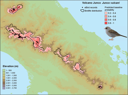 Figure 2. Current distribution [Citation20,Citation20], locations of eBird records (post-thinning) and our baseline (2006–2015) predicted range of the Volcano Junco Junco vulcani. Bird illustration by A. Wilson.