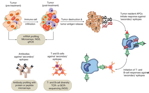 Figure 3. Examples of omics platforms being used to assess post-treatment therapeutic responses against the tumor, such as the extent of lymphocyte infiltration, tumor destruction and epitope spread against ‘secondary’ antigens (or epitopes).mRNA profiling may be used to assess the extent of tumor infiltration of lymphocytes. Protein or peptide microarrays can be used to assess the diversity of antibody (B cell) responses and next-generation sequencing (T-cell receptor sequencing) can be used to assess the diversity of T cell clones. Specific examples are provided in the text.