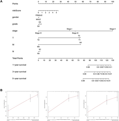 Figure 5 Prognostic nomogram for TCGA-LIHC dataset. (A) Nomogram including risk score and clinicopathological characteristics (gender, grade, stage, and TNM) were constructed to predict the survival for TCGA-LIHC patients. (B) Calibration curves for nomogram at one, three, and five years. Red line: nomogram-predicted survival curve. Gray line: ideal survival reference curve.