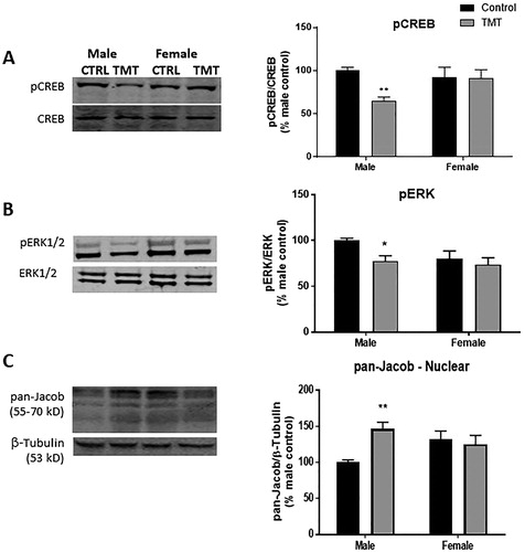 Figure 2. Effect of TMT exposure on markers associated with CREB shut-off cascade. Left: Representative Western blot images from whole hippocampal homogenate prepared from male and female control and TMT-exposed animals. (A) Male, but not female rats exposed to TMT exhibited lower levels of pCREB relative to CREB. (B) Phosphorylation of ERK was reduced in the male, but not the female hippocampus following TMT exposure. (C) Following TMT exposure, accumulation of pan-Jacob was observed in crude nuclear preparations from the male, but not the female hippocampus. *p < .05 and **p < .01 denote post hoc difference (Sidak’s multiple comparisons test) relative to same sex control animals.