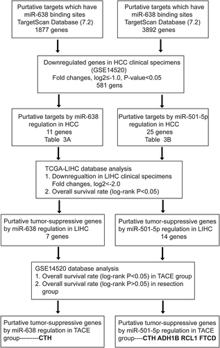 Figure 5 The flow-chart for selecting the putative tumor-suppressive targets of miR-501-5p and miR-638.