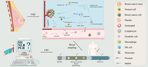 Figure 1 Conceptual framework of the study. Immuno-inflammatory cells play pivotal roles in tumorigenesis and progression. α-granules released by platelets in the TME promote tumor angiogenesis and boost metastasis of breast cancer cells. Through an intimate cellular interaction with platelets and endothelial cells, neutrophils are tethered to the vascular endothelial cells and migrate from the vascular compartment to the tissue. Subsequently, activated neutrophils produce a large amount of ROS, which together with ARG1 suppress the antitumor function of lymphocytes and NK cells. Peripheral blood inflammation indices reflect the level of local immune inflammation in the TME. These parameters collected before, during, and after initial treatment may aid in precision medicine in patients with breast cancer.