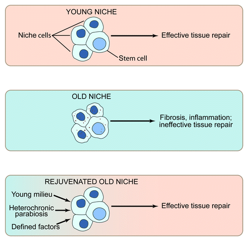 Figure 2. The role of the stem cell niche in stem cell performance (A) The young niche induces productive stem cell responses and, as a result, young tissues regenerate efficiently. (B) By contrast, the old niche inhibits stem cell responses. Rather than effective tissue regeneration, there is sustained inflammation and resulting fibrosis, perhaps further suppressing stem cell function and leading to apoptosis, senescence, or aberrant cell fate. (C) Promisingly, exogenous molecules that boost the regenerative responses of tissue stem cells, perhaps in part by rejuvenating the aged niche, promote effective repair of aged tissues, overriding the inhibitory influence of the old niches.