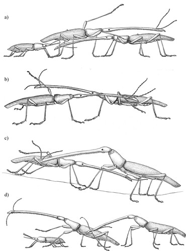 Figure 1. Examples of some competitive behaviours used by male giraffe weevils during contests. A, Paw: A male (centre) guarding a female (left) has both front legs raised and moving in a vigorous pawing action, contacting with the intruder male (right); B, Grapple: Two males line up with their rostrums held along the length of the other’s body and hooked under the middle leg; C, Rake: A male (right) uses his rostrum in a pulling action both downward and towards himself against a competitor male (left); D, Bite: A male (right) bites the middle leg of a male (centre) who is guarding a female (left).