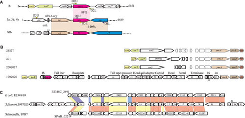Figure 2 Genomic structure of the oac1b region. (A) Comparison of chromosomal regions flanking O-acetyltransferase gene oac1b in serotype 1b strains, and oac in serotype 3a, 3b and 4b strains and serotype-converting phage Sf6. Regions sharing >85% sequence identity are indicated by shaded boxes. Genes coding the same function are shown in the same color. Key primers used in this study are marked by arrows. (B) Genomic structure of regions flanking O-acetyltransferase gene oac1b in serotype 1b strain 1997020 and comparison with relevant regions of sequenced S. flexneri strain 301, 2457t and 2002017. The details of ORFs in strain 1997020 are listed in Supplementary Table S1. Genes share high homologies are shown in the same color. (C) Comparison of the genomic structure of oac1b-carrying prophage in serotype 1b strain 1997020 with prophage genomes in Salmonella enterica serovar Paratyphi B strain SPB7 and E. coli O127:H6 strain E2348/69. Genes sharing >40% identity at amino acid level between the strains are marked by color, red, >80% identity; yellow, 60%–80%; blue, 40%–60%.
