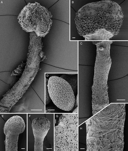 Figure 4. Scanning electron micrographs of Chaenothecopsis schefflerae (PDD110739) on Pseudopanax arboreus. A, Ascoma. B, Capitulum. C, Stipe. D, Ascospore. E–F, Semi-mature capitula. G, Cross-section of stipe. H, Stipe surface. Scale bars 100 µm (A, C), 30 µm (E, F), 20 µm (B, H), 10 µm (G) and 1 µm (D).