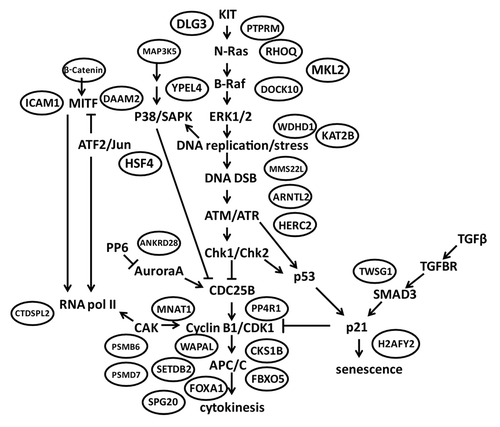 Figure 4. G2 checkpoint-correlated genes encode mediators of a receptor tyrosine kinase signaling cascade initiating DNA replication and culminating in mitotic cell division. KIT activates the MAPK signaling cascade to initiate DNA replication. DNA replication stress produces DNA double-strand breaks, which activate the sensor checkpoint kinases ATM and ATR and the transducer checkpoint kinases Chk1 and Chk2. Inhibition of Cdc25B blocks the activation of mitosis-promoting factor (cyclin B1/Cdk1) to enforce the G2 checkpoint. Once activated in the nucleus, mitosis-promoting factor activates the anaphase-promoting complex to complete chromatid segregation (karyokinesis) and cell division (cytokinesis). Additional signaling from MITF and TGFβ impinges on the core pathway. Checkpoint-correlated gene products are enclosed in ovals near the proteins or processes that they regulate (see Table 2 for annotations). Arrows denote activation and blunt ends denote inhibition.